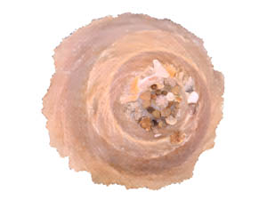 Aspidophoreas chinensis
