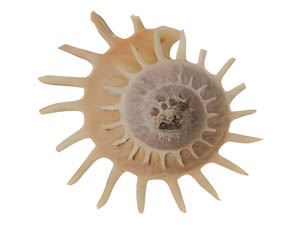 Neritodryas dubia
