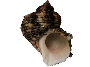 Assiminea species