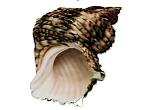 Nassarina perata