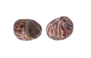 奥莱彩螺 Clithon oualaniense