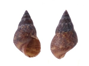 斑肋拟滨螺 Littoraria ardouiniana