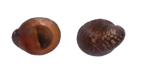 紫游螺 Neritina violacea